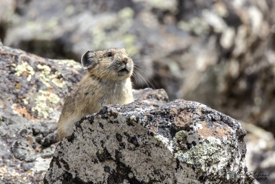 Pika Yellowstone NP May 2025